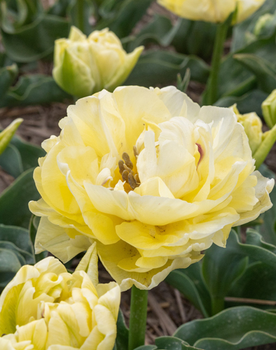 TULIPÁN Avant Garde 11/12, 100 ks